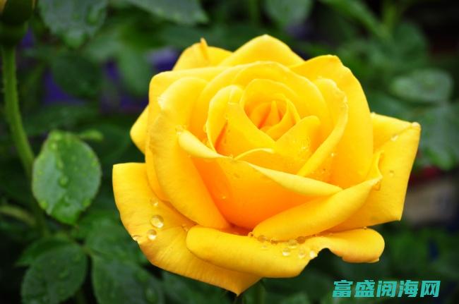 黄色玫瑰花的象征意义是什么