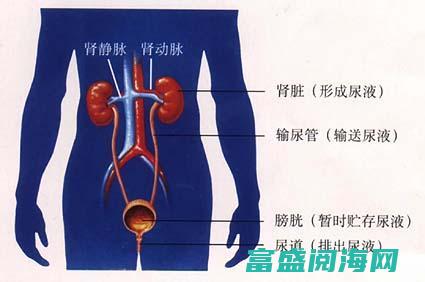 膀胱在人体解剖结构中的位置